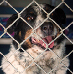 Mutt Dogs for adoption in Oxford, NC, USA