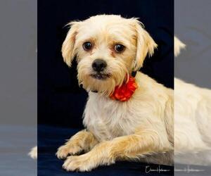 Mal-Shi Dogs for adoption in Phelan, CA, USA
