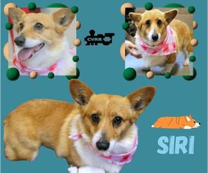 Mutt Dogs for adoption in Lindsay, CA, USA