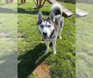 Siberian Husky Dogs for adoption in Center Township, PA, USA