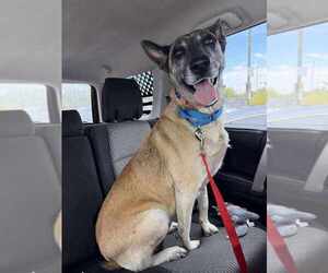 Mutt Dogs for adoption in Imlay City, MI, USA