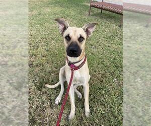 Black Mouth Cur-Unknown Mix Dogs for adoption in Corpus Christi, TX, USA