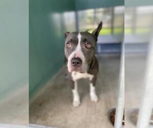 American Staffordshire Terrier Dogs for adoption in Fort Lauderdale, FL, USA