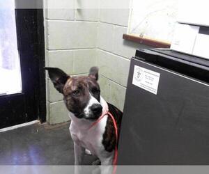 American Pit Bull Terrier-Unknown Mix Dogs for adoption in Tulsa, OK, USA