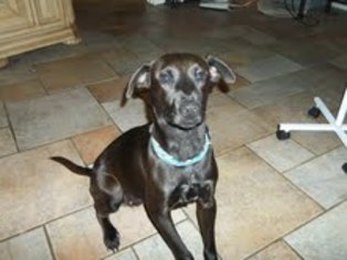Chiweenie Dogs for adoption in San Angelo, TX, USA