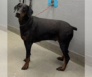 Doberman Pinscher-Unknown Mix Dogs for adoption in Las Vegas, NV, USA