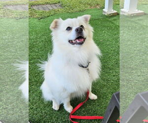 Pomimo Dogs for adoption in Pikesville, MD, USA