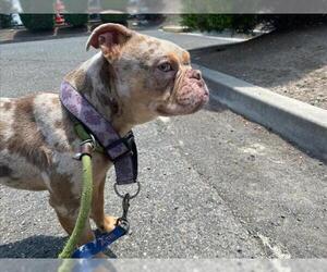 Bulldog-Unknown Mix Dogs for adoption in Fremont, CA, USA