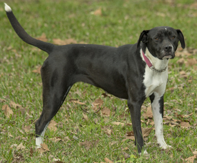 American Bulldog-Labrador Retriever Mix Dogs for adoption in Santa Fe, TX, USA