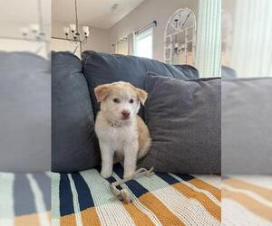 Great Pyrenees-Unknown Mix Dogs for adoption in Raleigh, NC, USA