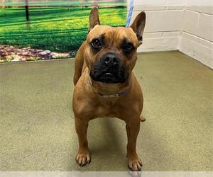Staffordshire Bull Terrier-Unknown Mix Dogs for adoption in Moreno Valley, CA, USA