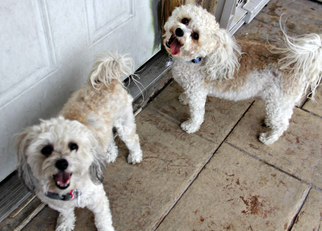 Havanese Dogs for adoption in Phoenix, AZ, USA