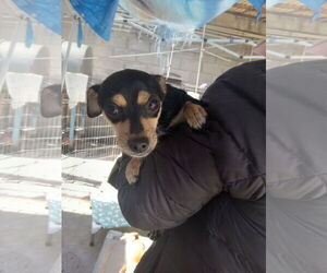 Dachshund-Unknown Mix Dogs for adoption in San Diego, CA, USA