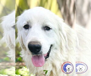 Great Pyrenees Dogs for adoption in Spring, TX, USA