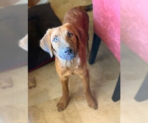 Australian Retriever Dogs for adoption in Phoenix, AZ, USA