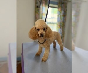 Poodle (Toy) Dogs for adoption in Pacolet, SC, USA