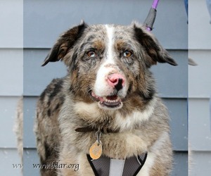 Pembroke Welsh Corgi Dogs for adoption in Cheyenne, WY, USA