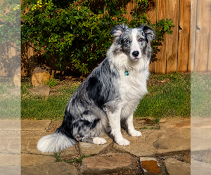 Australian Shepherd Dogs for adoption in Dallas, TX, USA