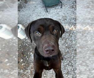 Labrottie Dogs for adoption in Fort Walton Beach, FL, USA