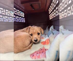 Cairn Terrier-Unknown Mix Dogs for adoption in Tracy, CA, USA