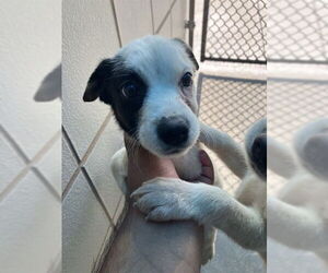 Labrador Retriever-Unknown Mix Dogs for adoption in Corpus Christi, TX, USA