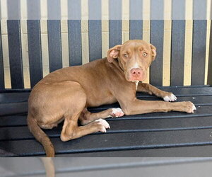Mutt Dogs for adoption in Downey, CA, USA