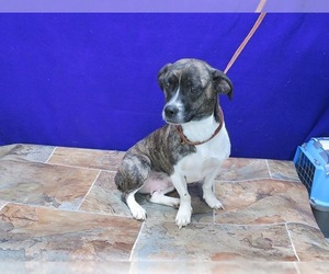 Bo-Dach Dogs for adoption in Herndon, VA, USA