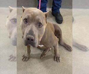 American Pit Bull Terrier Dogs for adoption in Forestville, MD, USA