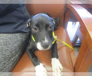 American Pit Bull Terrier-Unknown Mix Dogs for adoption in Ocala, FL, USA