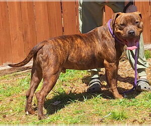 American Pit Bull Terrier-Unknown Mix Dogs for adoption in Wetumpka, AL, USA