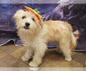 Norfolk Terrier-Unknown Mix Dogs for adoption in Victorville, CA, USA