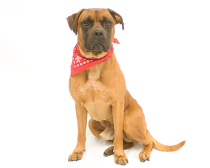 Mastiff Dogs for adoption in Sanford, FL, USA