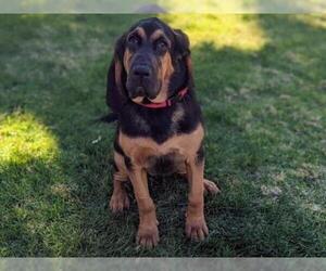 Bloodhound Dogs for adoption in San Clemente, CA, USA