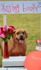 Daug Dogs for adoption in Sanford, FL, USA