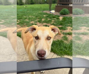 Labrador Retriever-Unknown Mix Dogs for adoption in New London, WI, USA