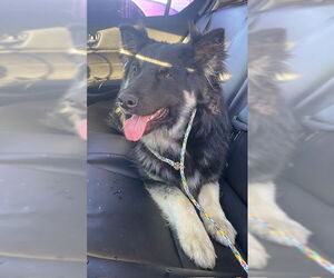 German Shepherd Dog-Unknown Mix Dogs for adoption in Stockton, CA, USA