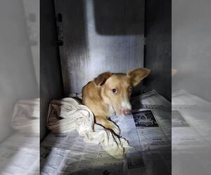 Cardigan Welsh Corgi-Unknown Mix Dogs for adoption in San Antonio, TX, USA