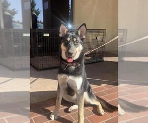 German Shepherd Dog-Siberian Husky Mix Dogs for adoption in La Mesa, CA, USA