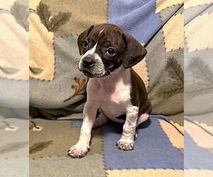 Boston Terrier-Unknown Mix Dogs for adoption in Plainfield, IL, USA