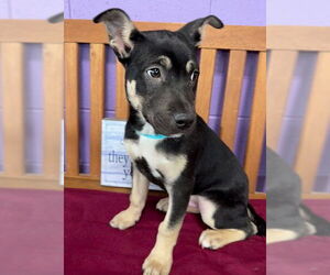 Mutt Dogs for adoption in Genesee, WI, USA