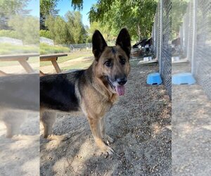 German Shepherd Dog Dogs for adoption in Van Nuys, CA, USA