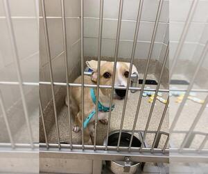 Pembroke Welsh Corgi Dogs for adoption in Virginia Beach, VA, USA