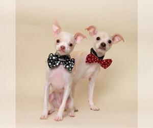 Miniature Pinscher-Unknown Mix Dogs for adoption in Wyandotte, MI, USA