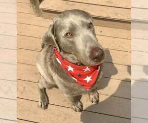 Labrador Retriever Dogs for adoption in Lee's Summit, MO, USA