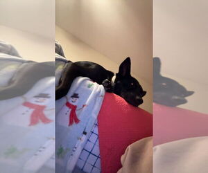 German Shepherd Dog-Unknown Mix Dogs for adoption in Aurora, IN, USA