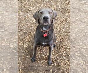Blue Lacy-Unknown Mix Dogs for adoption in Mankato, MN, USA