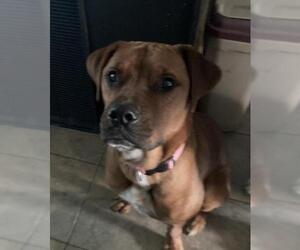 Boxer-Unknown Mix Dogs for adoption in aurora, IL, USA