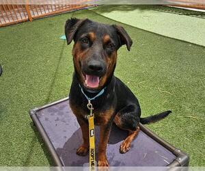 Shepweiller Dogs for adoption in Las Vegas, NV, USA