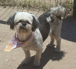 Shih Tzu Dogs for adoption in Pipe Creek, TX, USA