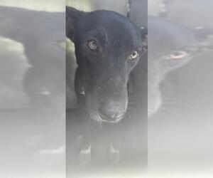 Labrador Retriever-Unknown Mix Dogs for adoption in San Antonio, TX, USA